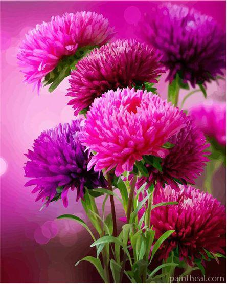 Hot Pink Aster Flowers Flowers Painting By Numbers Kits