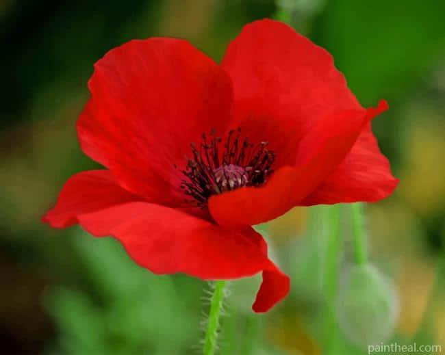 Red Poppy Flower NEW Painting By Numbers Kits