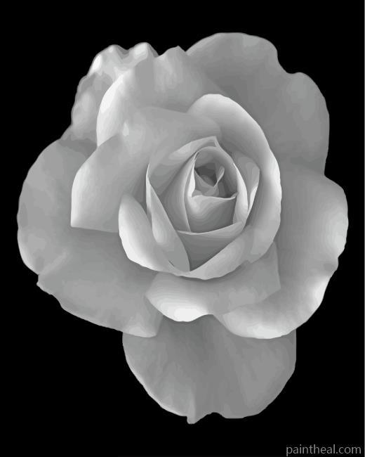 Monochrome Rose Painting By Numbers Kits
