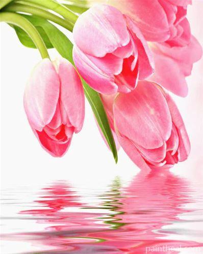 Pink Tulips Flowers Painting By Numbers Kits