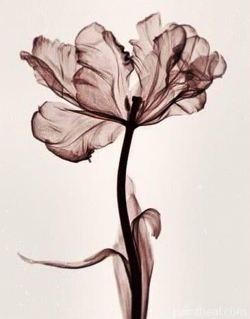 Parrot Tulip Flowers Painting By Numbers Kits