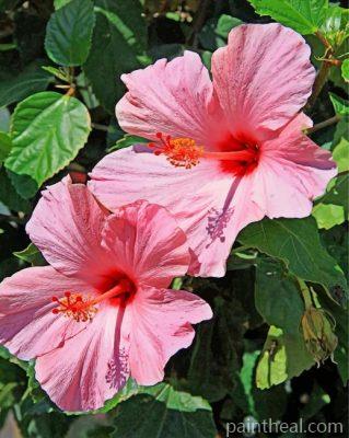 Pink Hibiscus Painting By Numbers Kits