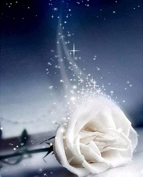Good Night White Rose Flowers Painting By Numbers Kits
