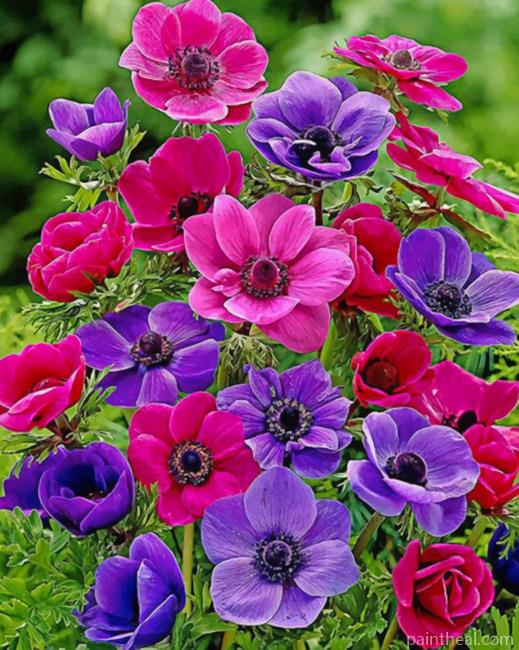 Colorful Anemone Painting By Numbers Kits
