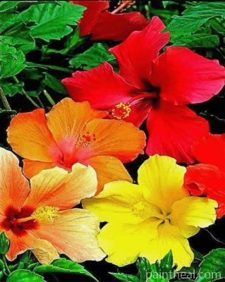 Hibiscus Flowers Painting By Numbers Kits