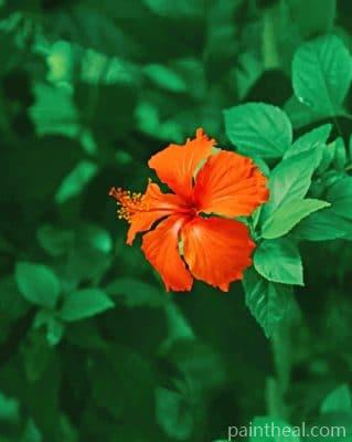 Orange Shoeblackplant Painting By Numbers Kits