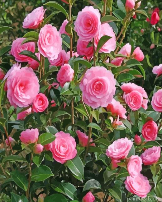 Camellia Flowers Painting By Numbers Kits