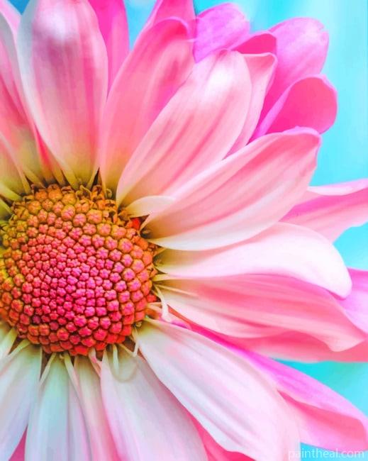 Pink Common Daisy NEW Painting By Numbers Kits
