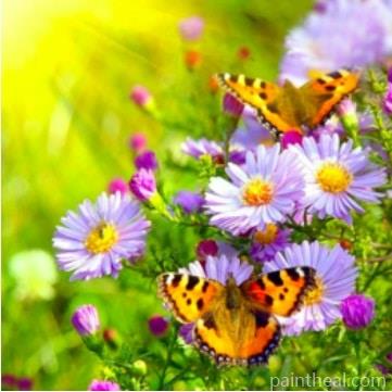 Butterfly on a Flower Flowers Painting By Numbers Kits