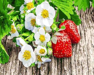 Strawberry Daisies Flowers Painting By Numbers Kits