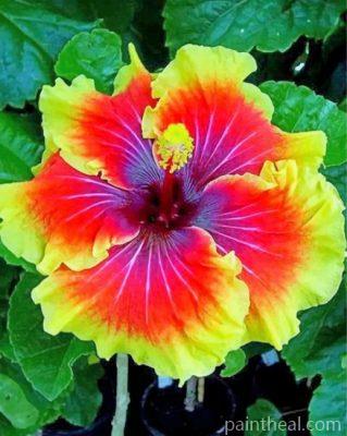 Hibiscus Flower Painting By Numbers Kits