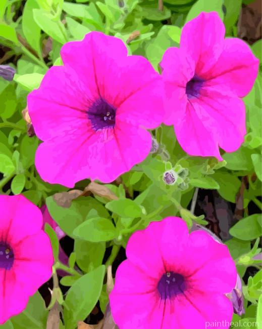 Pink Petunia Painting By Numbers Kits