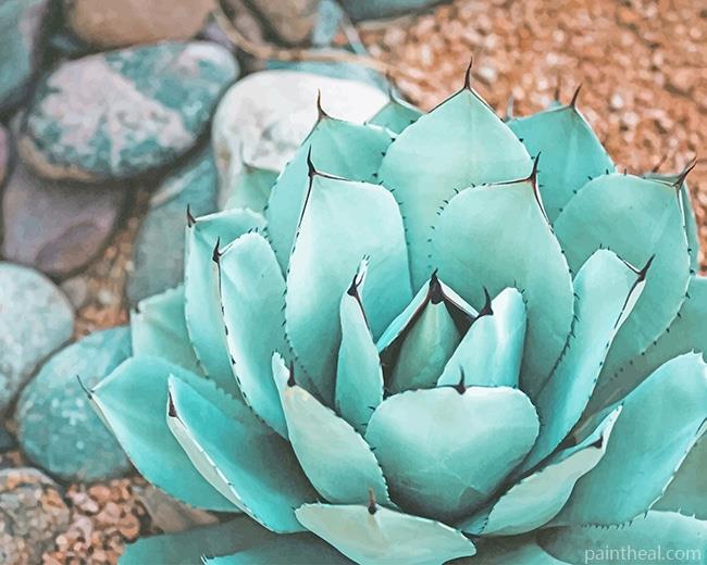 Succulent Near Rocks NEW Painting By Numbers Kits