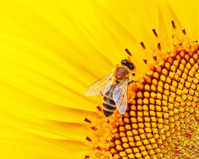 Bee On Sunflower NEW Painting By Numbers Kits