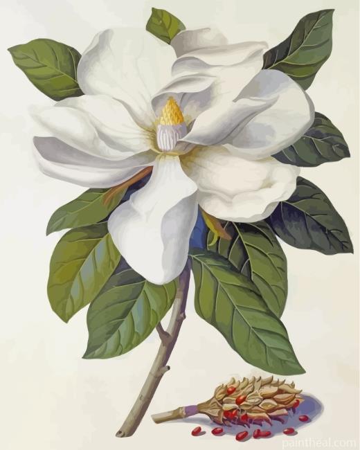 Magnolia Flower Painting By Numbers Kits
