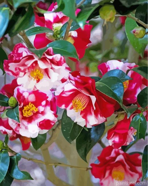Wild Camellias Painting By Numbers Kits