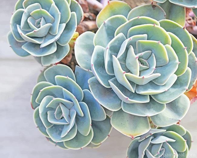 Succulents-NEW Painting By Numbers Kits