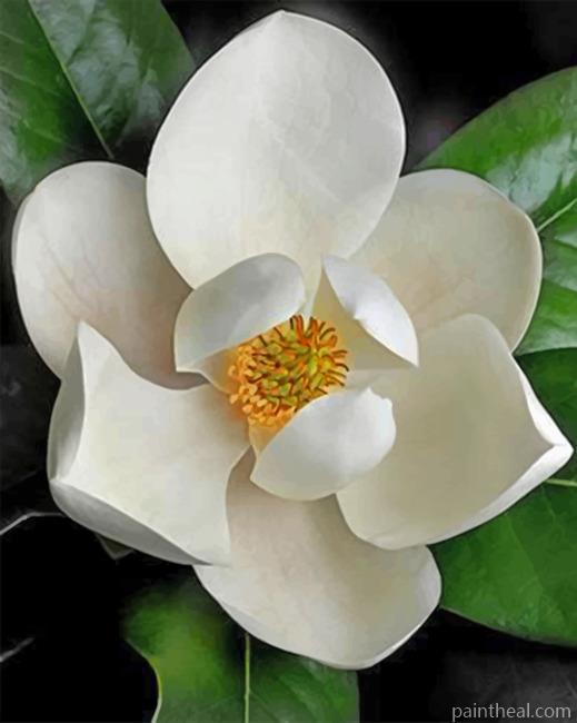 White Magnolia Painting By Numbers Kits