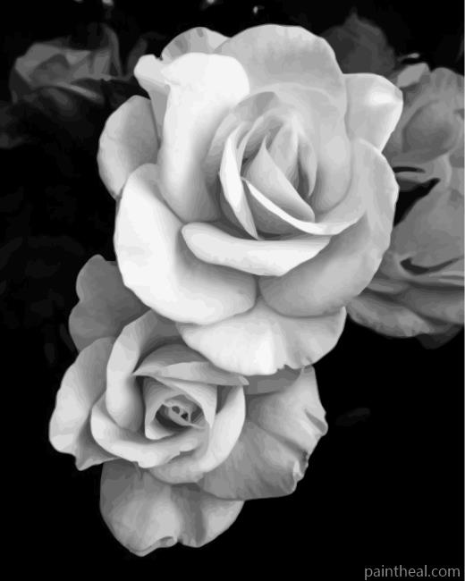 Black And White Roses Painting By Numbers Kits