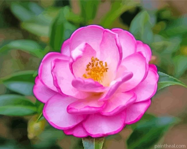 Beautiful Camellia Painting By Numbers Kits