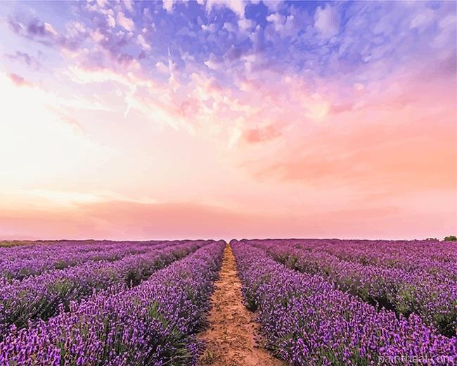 Lavender Field NEW Painting By Numbers Kits
