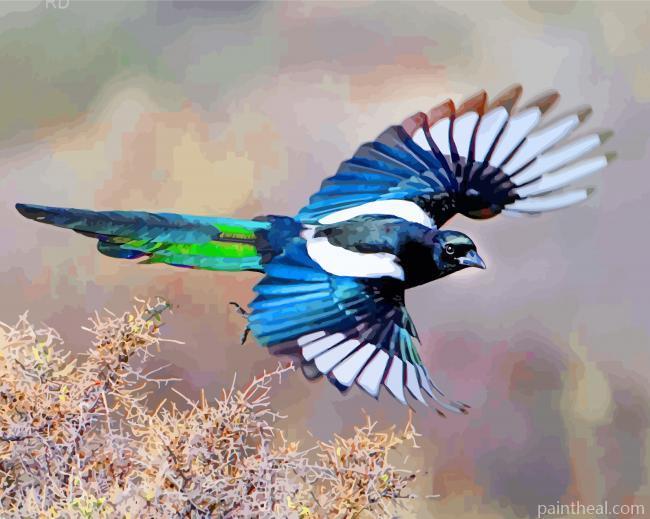 Black Billed Magpie Bird Painting By Numbers Kits