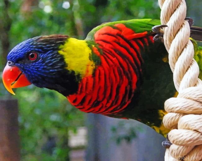 Lorikeet Parrot Painting By Numbers Kits