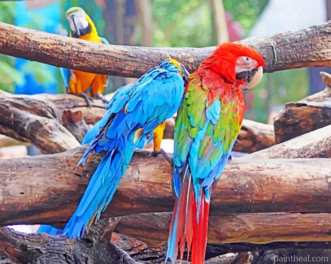 Multicolored Macaws Painting By Numbers Kits