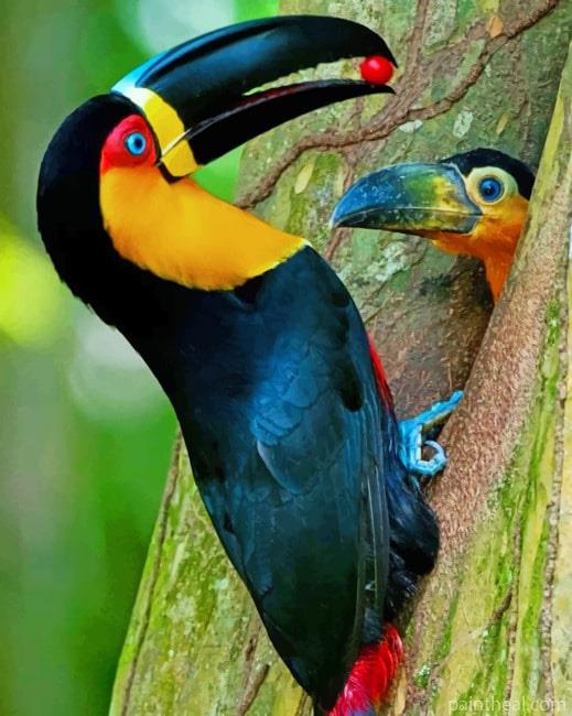 Channel Billed Toucan Painting By Numbers Kits