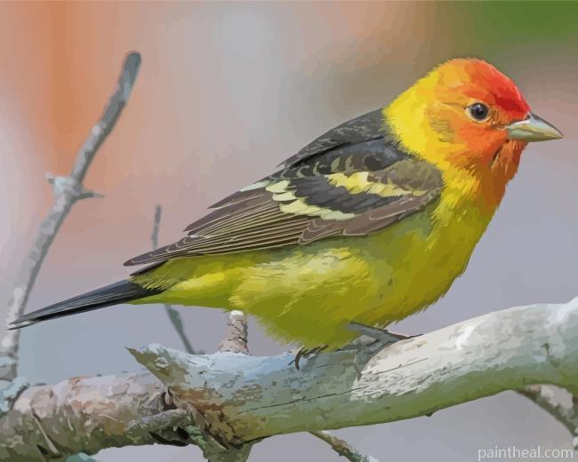 Little Western Tanager Bird Painting By Numbers Kits