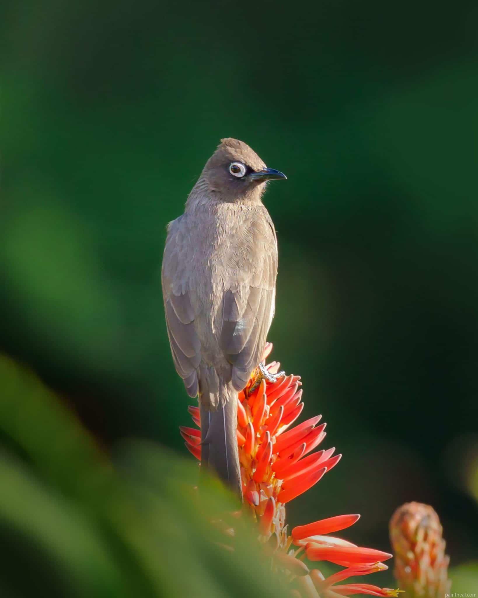 Bulbul Bird Painting By Numbers Kits