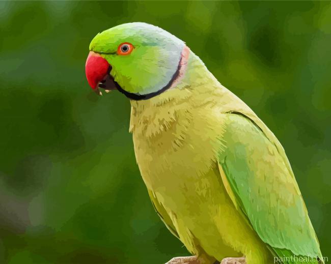 Green Rose Ringed Parakeet Painting By Numbers Kits