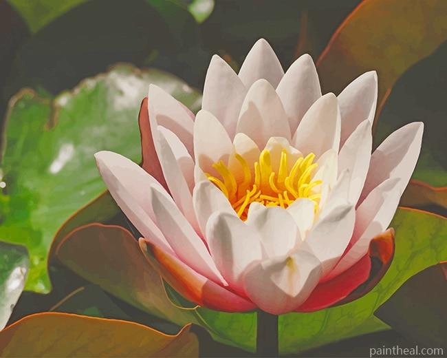 White Lotus NEW Painting By Numbers Kits