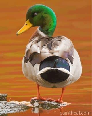 Mallard Bird Painting By Numbers Kits