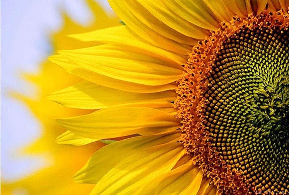 Clear Sunflower Flowers Painting By Numbers Kits