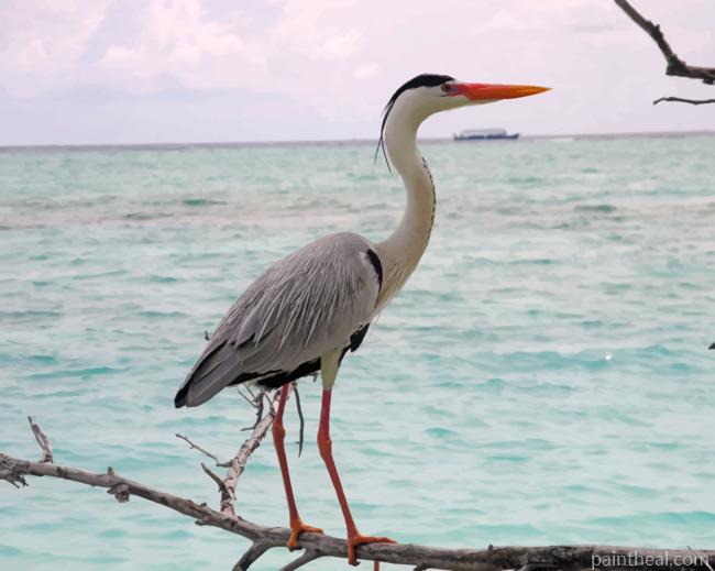 Heron Sea Bird Painting By Numbers Kits
