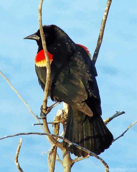 Red Winged Blackbird On Stick -Paint By Numbers Painting By Numbers Kits