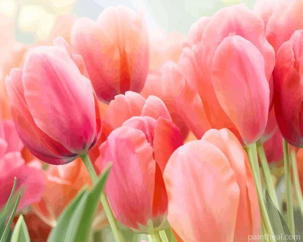 Coral Pink Tulip Flowers Painting By Numbers Kits