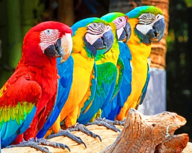 Parrots Macaws Painting By Numbers Kits