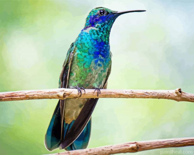 Mexican Violetear On Stick Painting By Numbers Kits