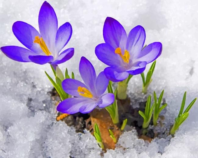 Spring In The Snow Painting By Numbers Kits