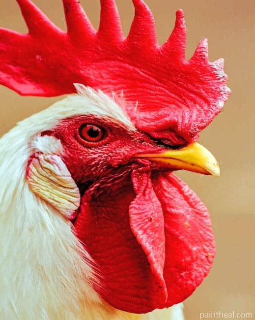 Rooster Bird Painting By Numbers Kits