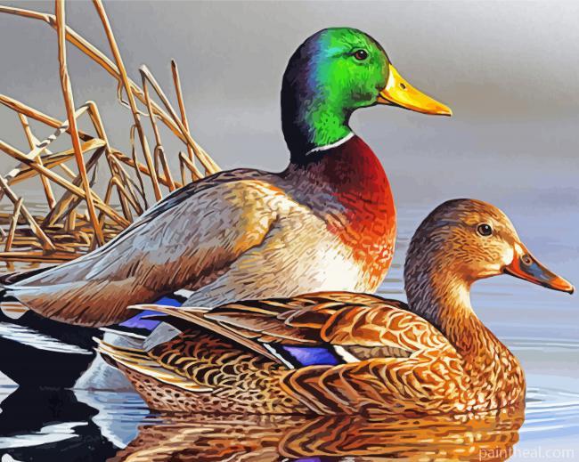 Beautiful Ducks Swimming Painting By Numbers Kits
