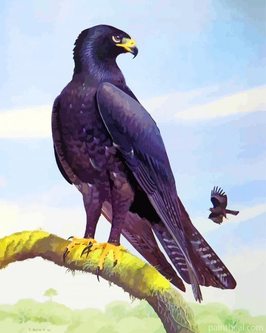 Indian Black Eagle Art Painting By Numbers Kits