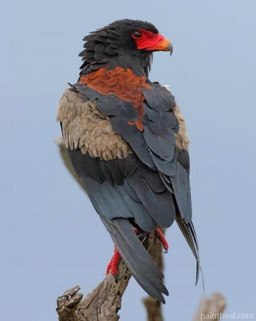 Bateleur Eagle Bird Painting By Numbers Kits