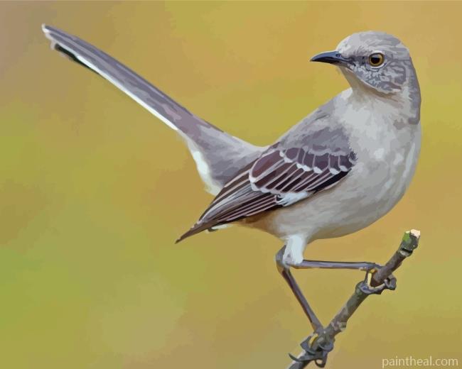 Mockingbird Bird Painting By Numbers Kits