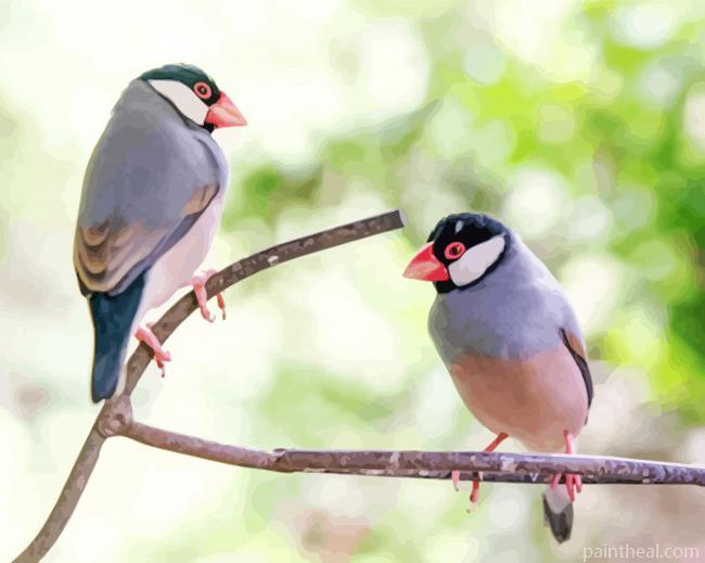 Java Sparrow Birds Painting By Numbers Kits