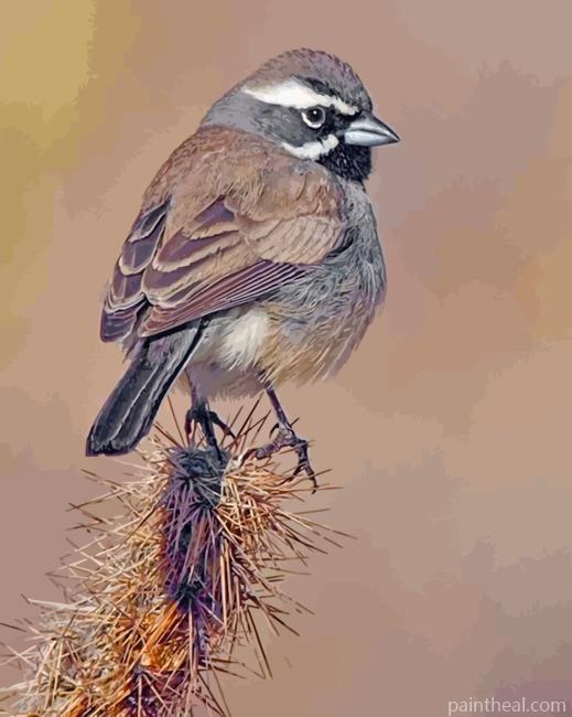 Black Throated Sparrow Painting By Numbers Kits