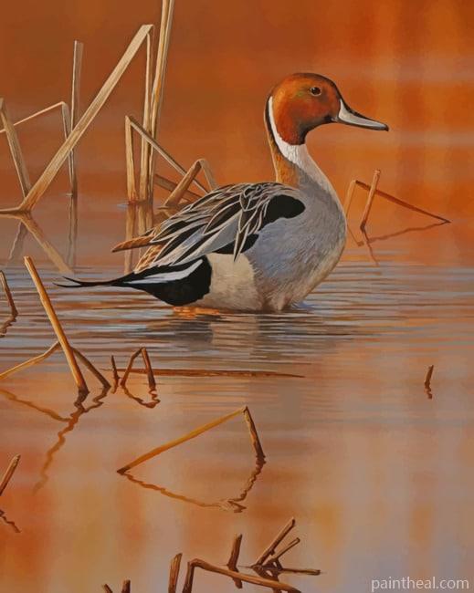 Canvasback Duck In River Painting By Numbers Kits