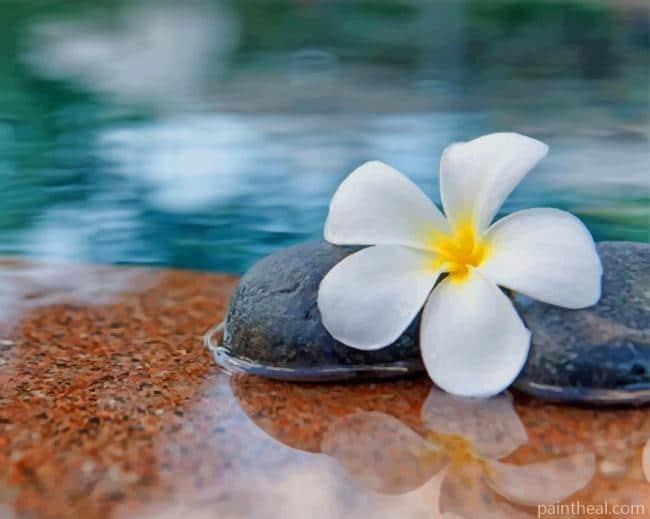 Plumeria Flower In Water NEW Painting By Numbers Kits
